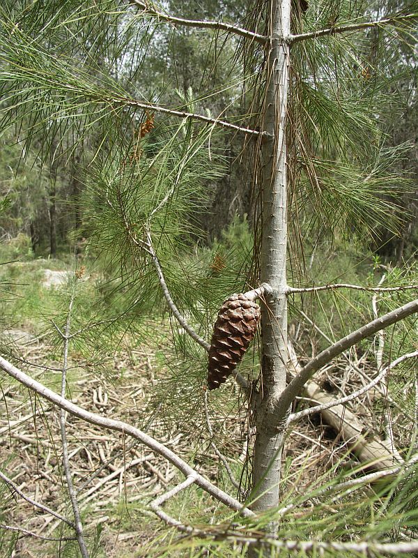 Image of Pinus halepensis specimen.