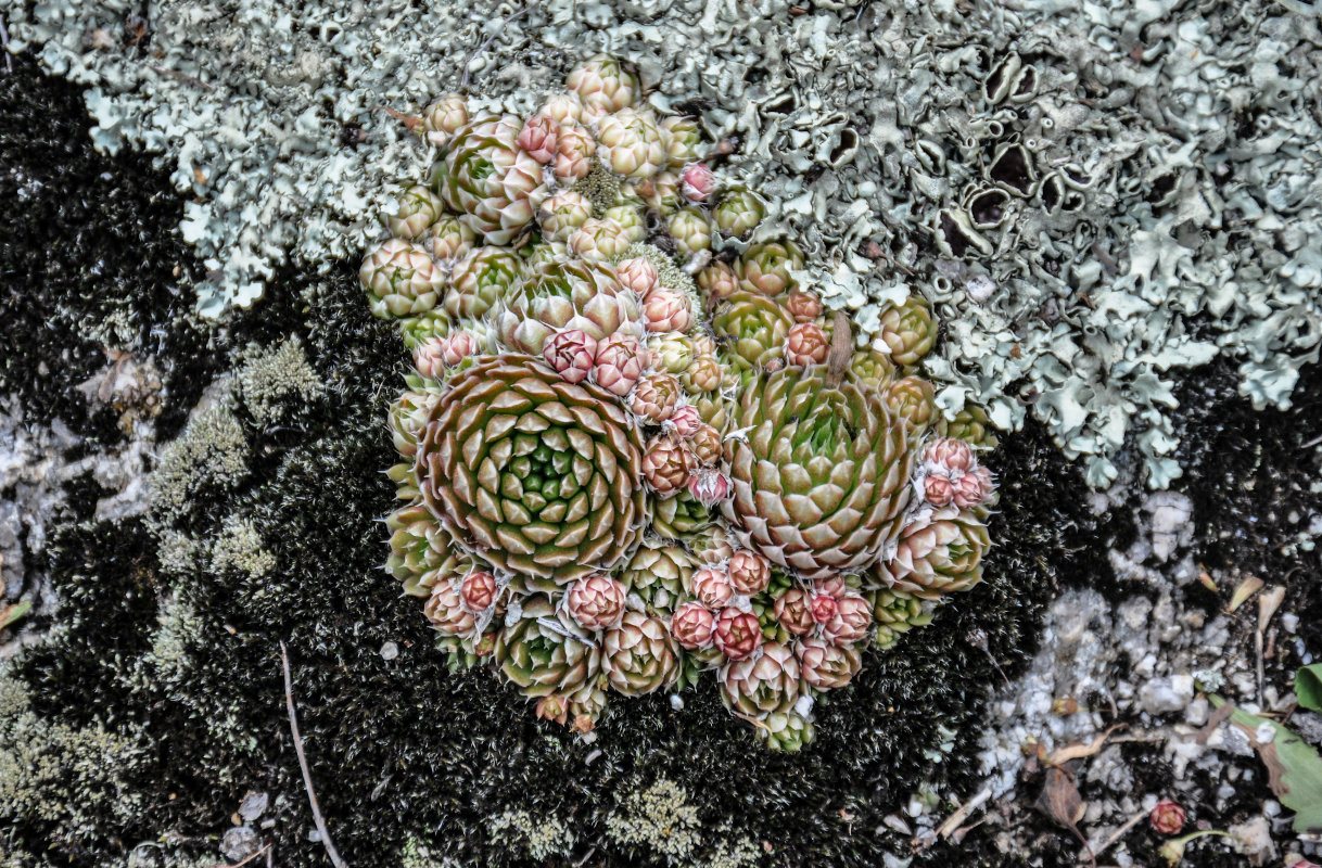 Image of Orostachys spinosa specimen.