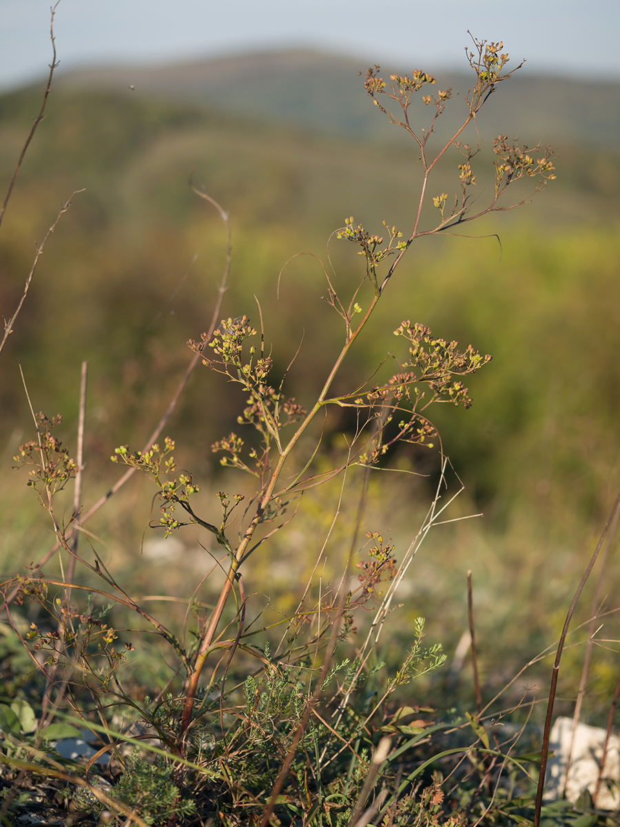 Image of Peucedanum ruthenicum specimen.