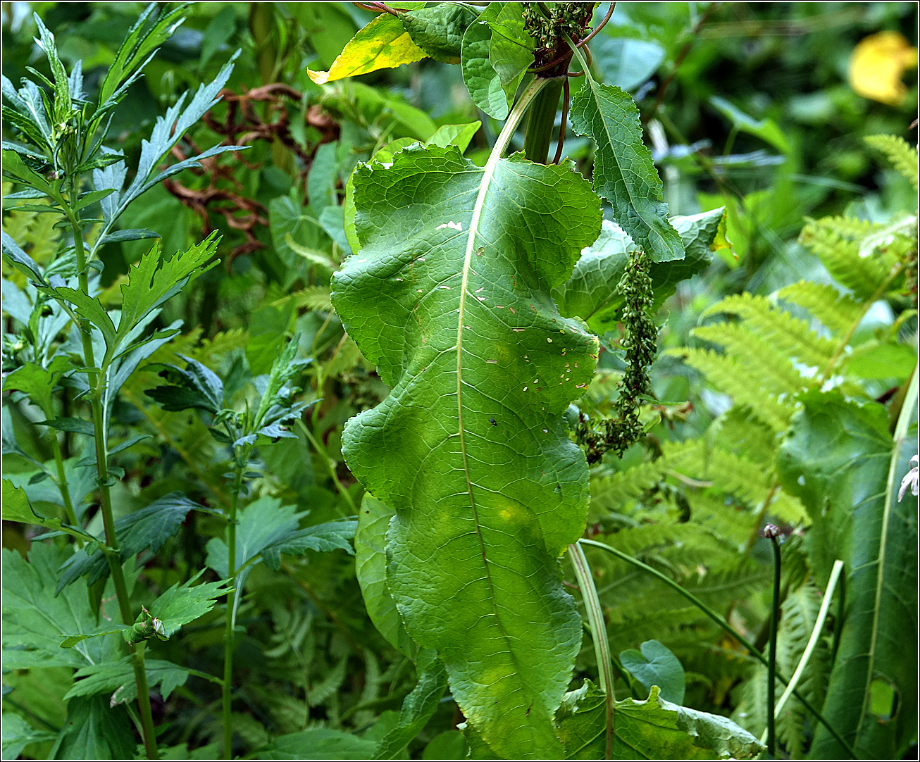 Image of Rumex sylvestris specimen.