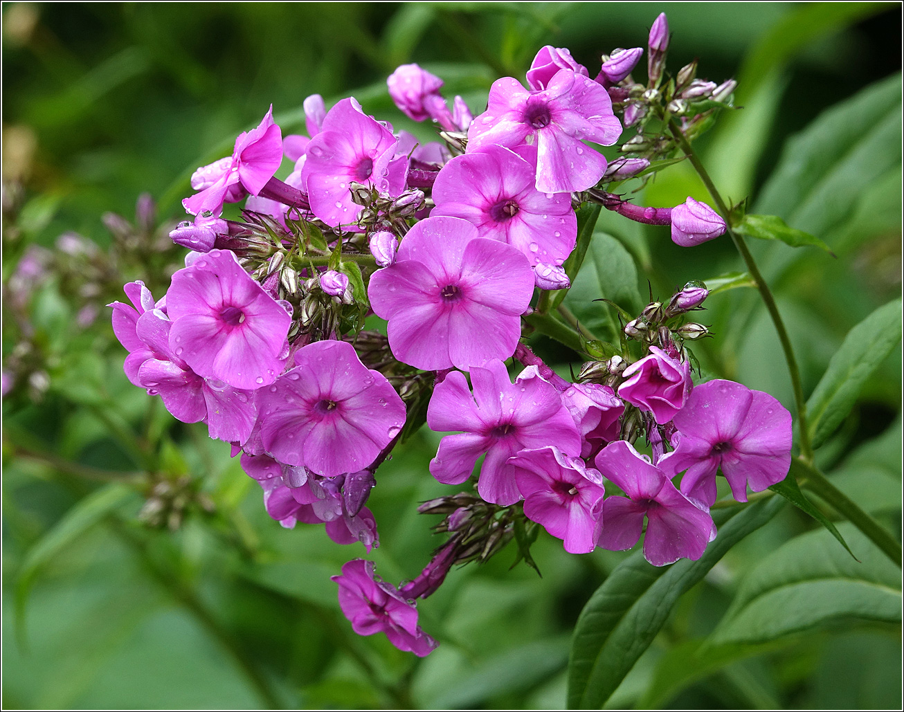 Image of Phlox paniculata specimen.