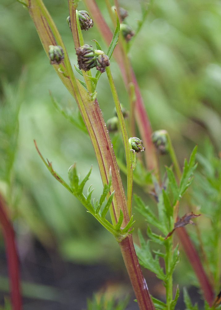 Image of Artemisia arctica specimen.