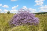 Limonium coriarium