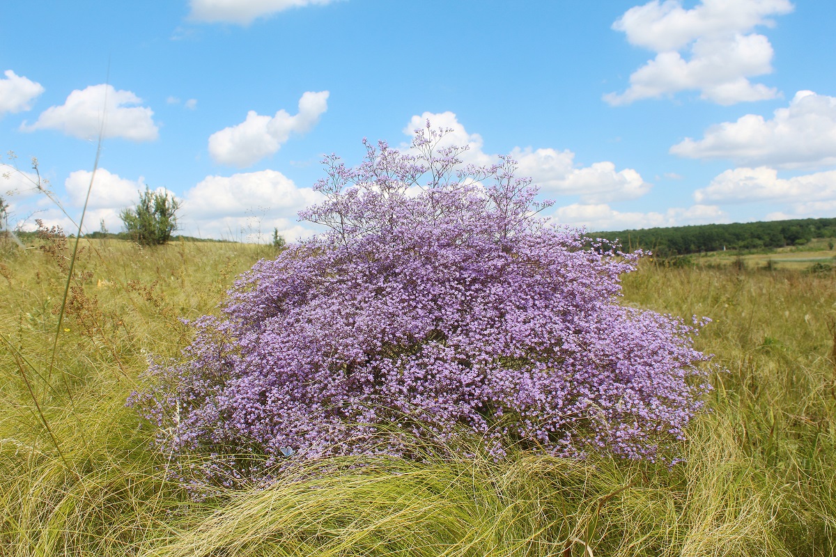 Изображение особи Limonium coriarium.