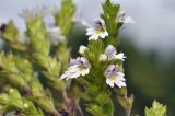 Euphrasia maximowiczii