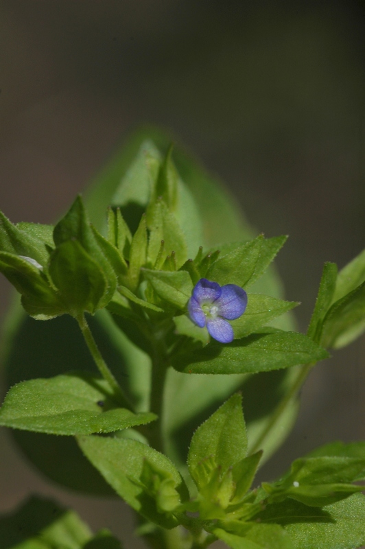 Image of Veronica cardiocarpa specimen.