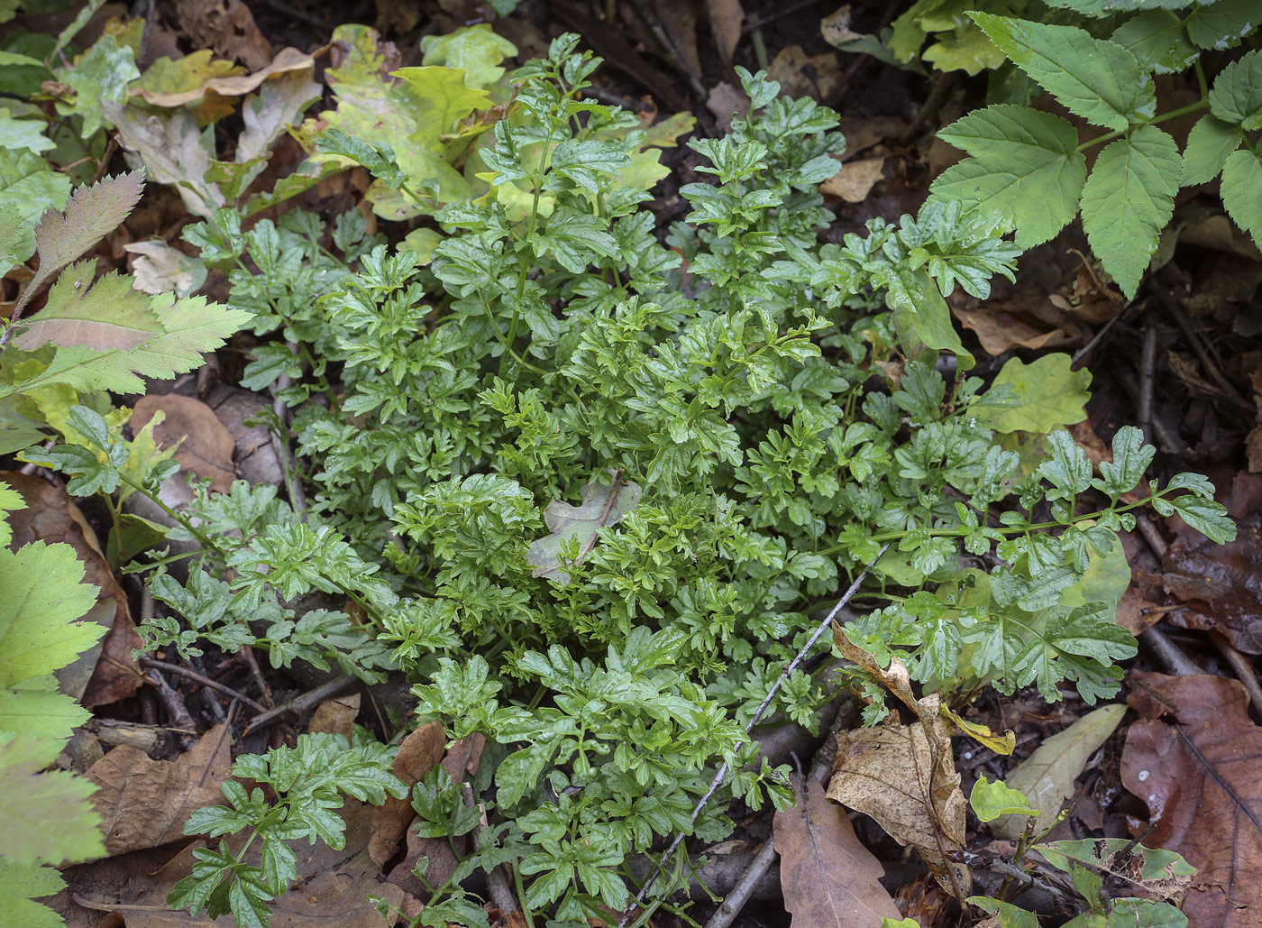 Изображение особи Cardamine impatiens.