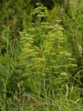 Xanthoselinum alsaticum