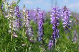 Vicia tenuifolia