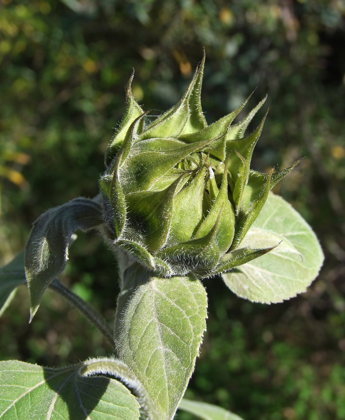 Image of Helianthus annuus specimen.