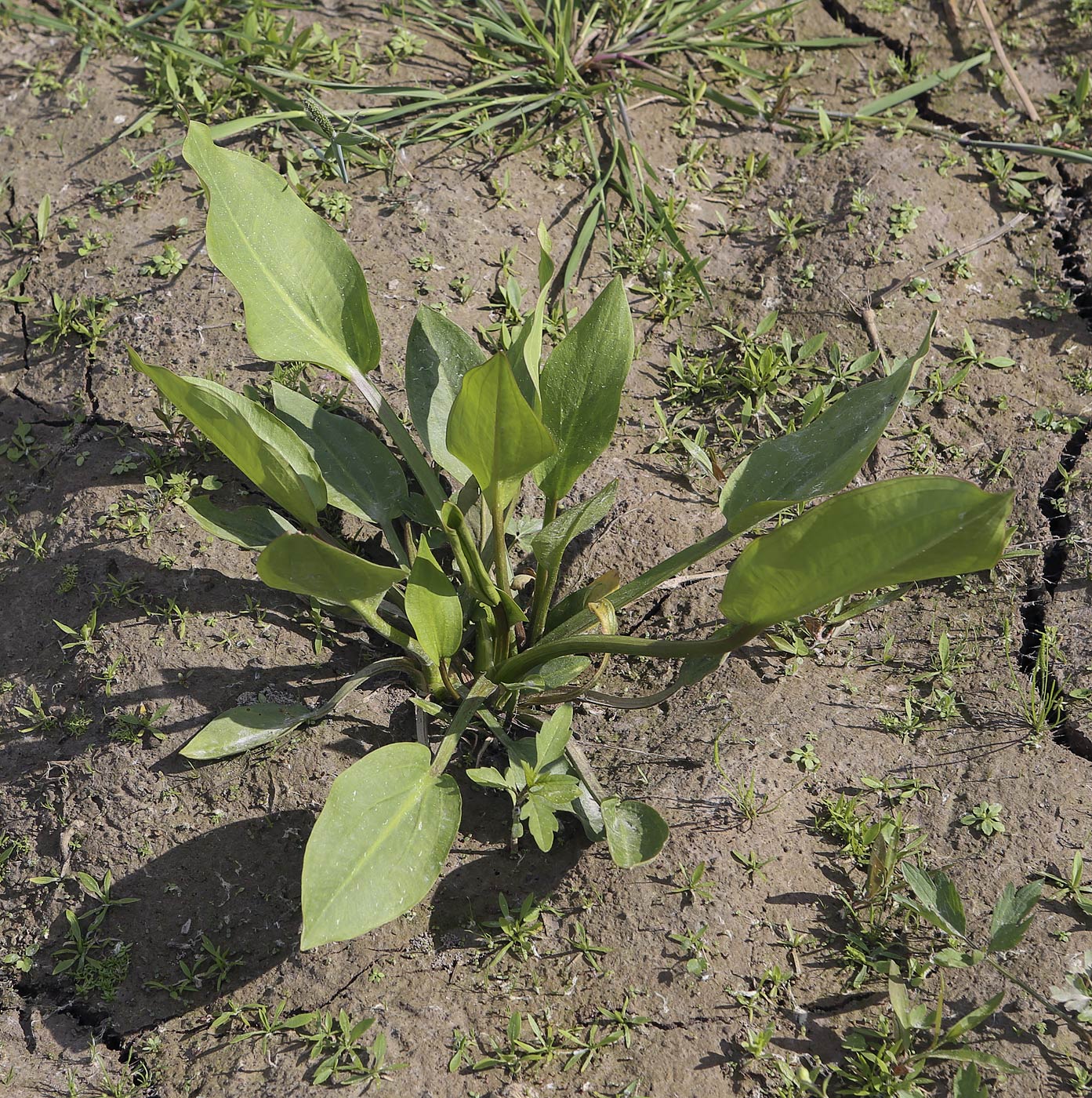 Image of Alisma plantago-aquatica specimen.