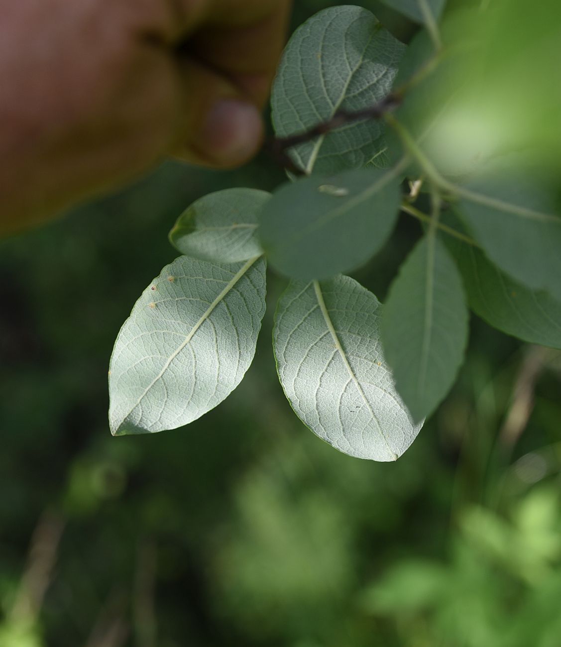 Image of Salix caprea specimen.