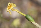 Narcissus assoanus