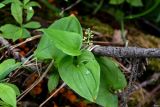 Maianthemum bifolium