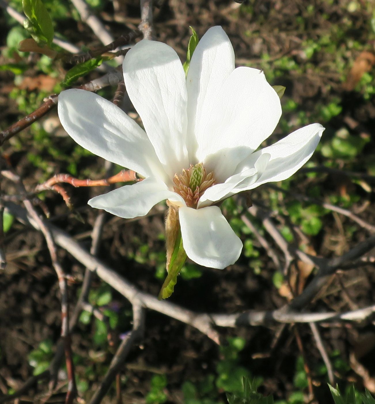 Image of Magnolia kobus specimen.