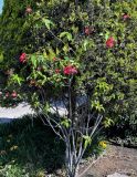 Jatropha integerrima. Цветущее растение. Египет, мухафаза Александрия, г. Александрия, в культуре. 02.05.2023.