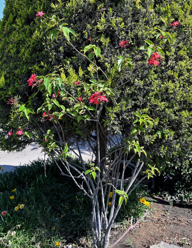 Image of Jatropha integerrima specimen.