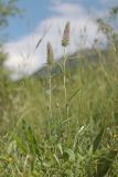 Trifolium angustifolium. Цветущие растения. Крым, Севастополь, Байдарская долина, луг. 15.06.2023.