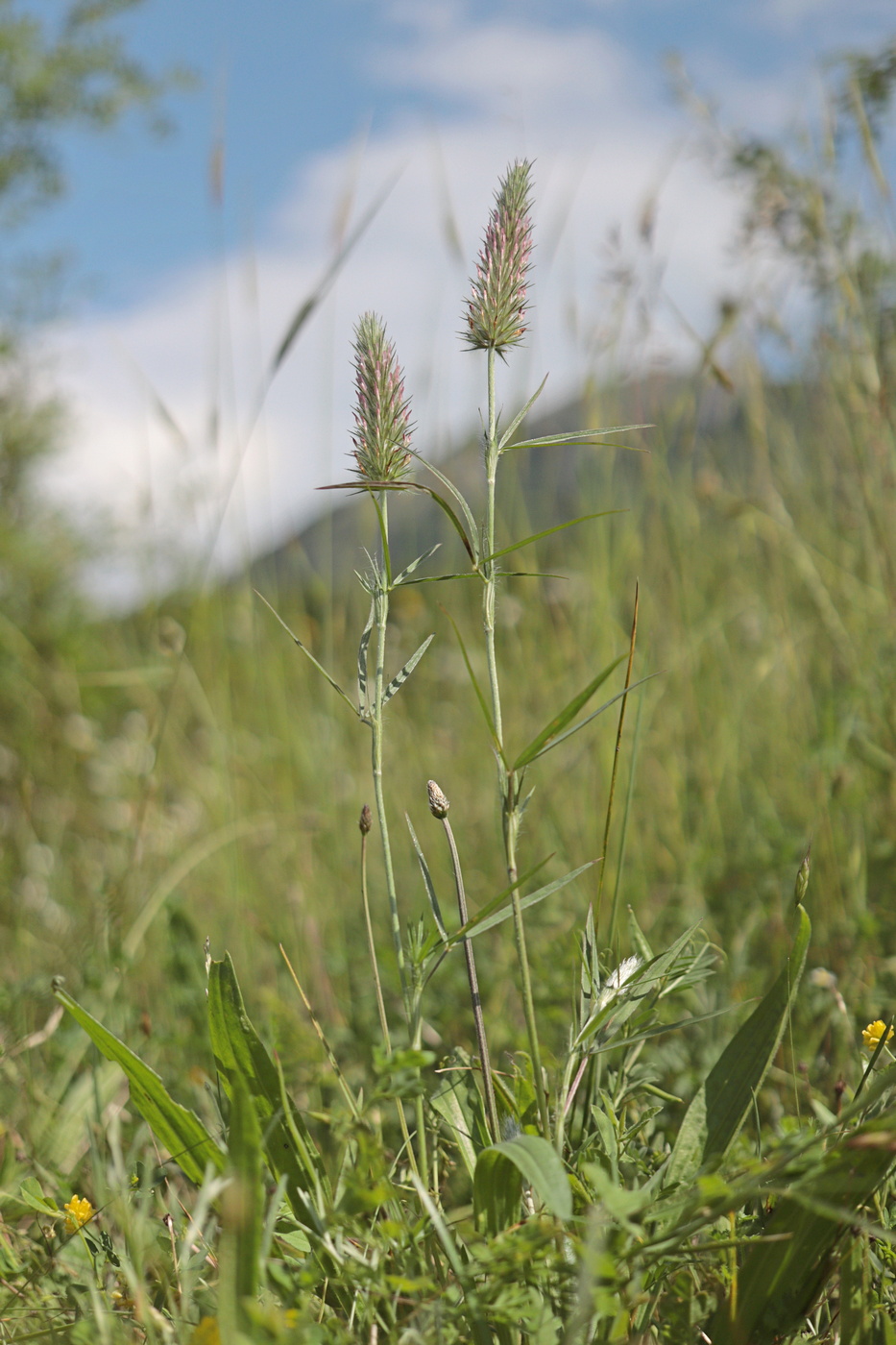 Изображение особи Trifolium angustifolium.