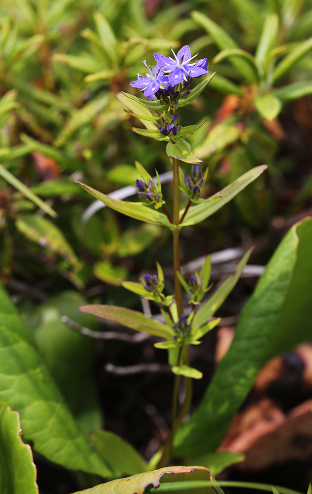 Image of Ophelia tetrapetala specimen.