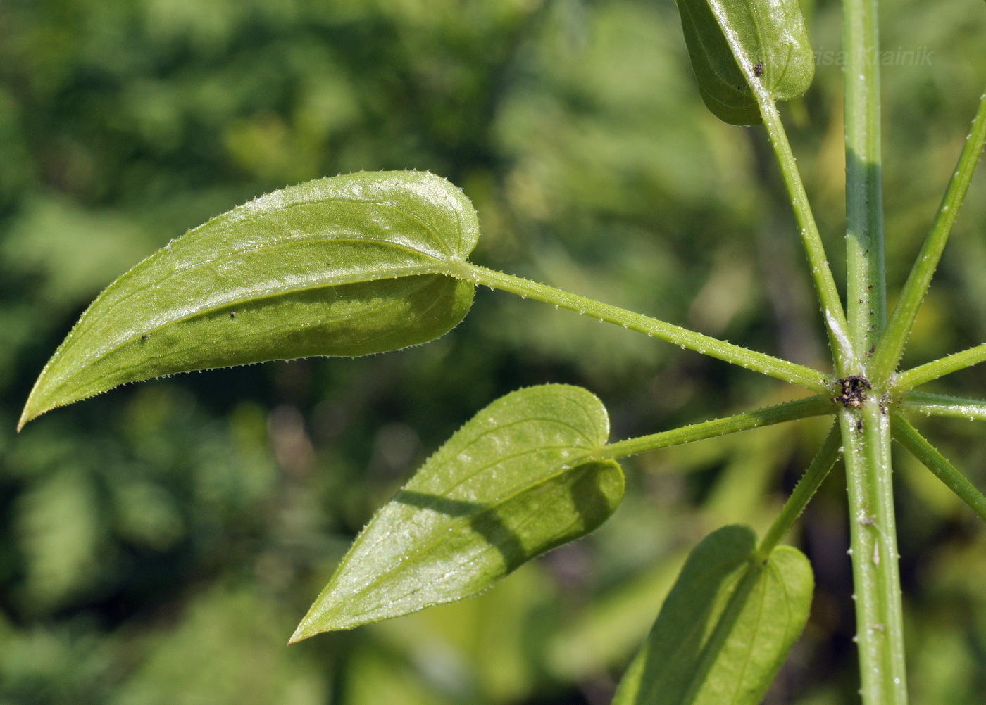 Изображение особи Rubia cordifolia.