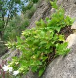 Campanula pendula