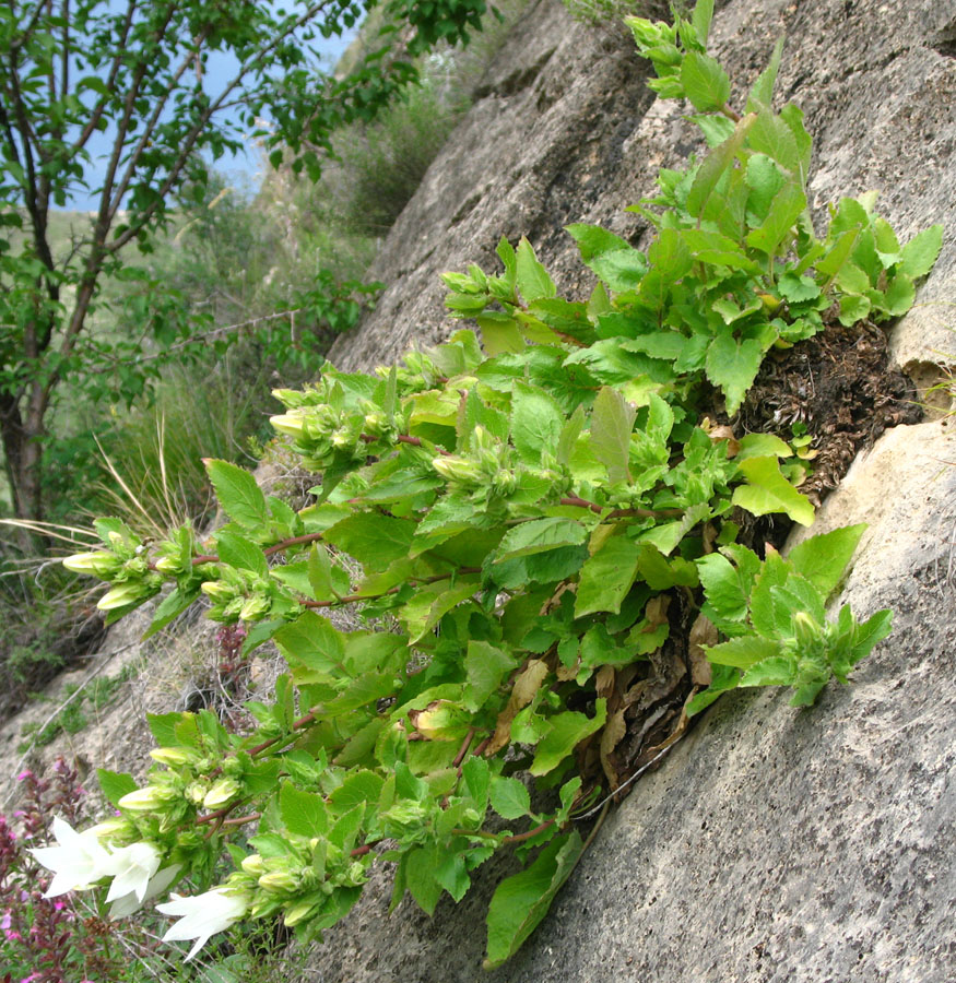 Image of Campanula pendula specimen.