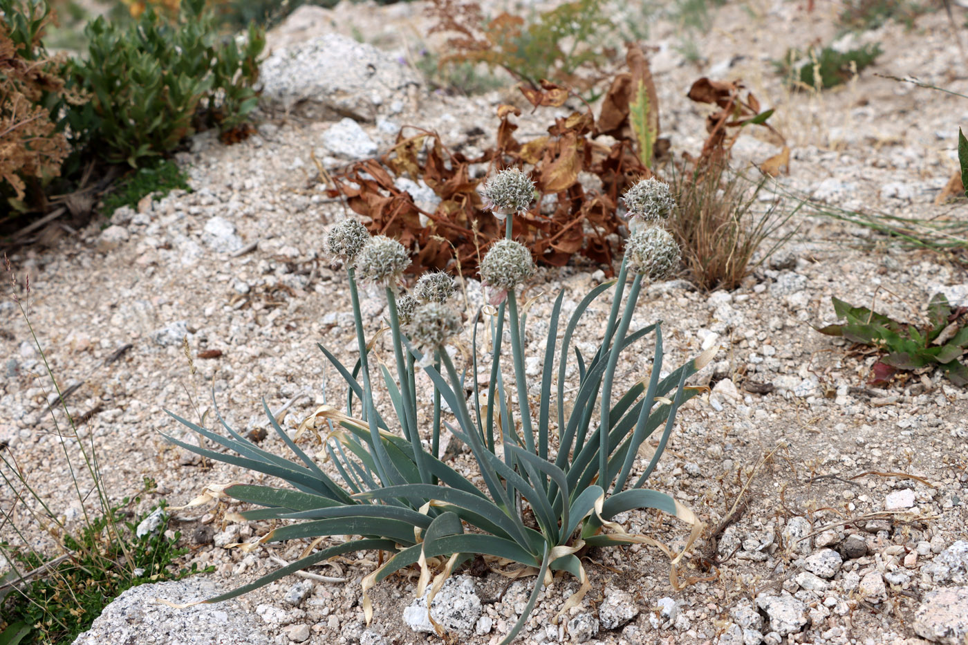 Image of Allium carolinianum specimen.