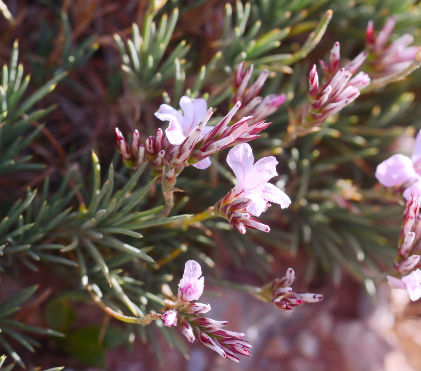 Image of genus Acantholimon specimen.
