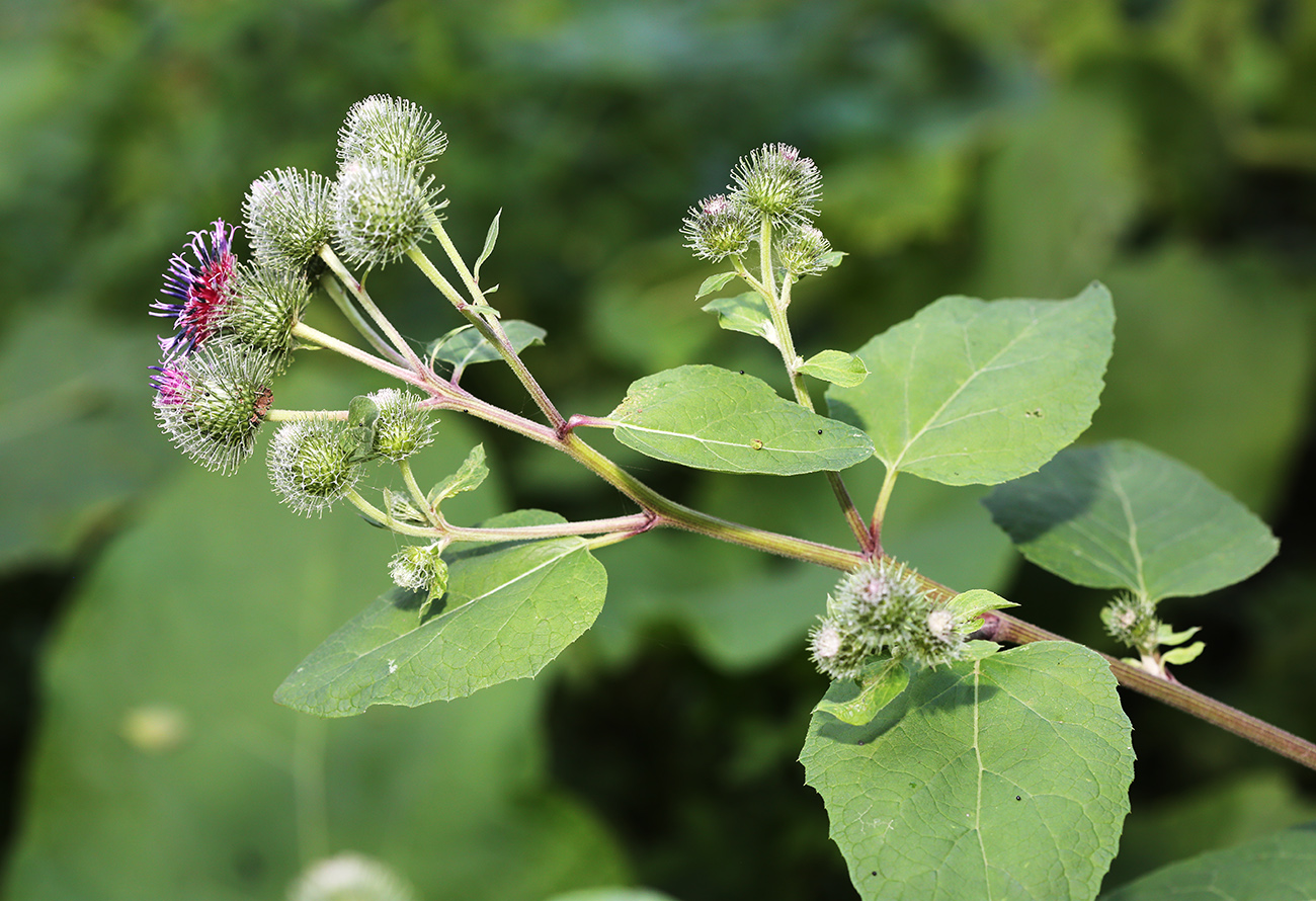 Изображение особи Arctium &times; ambiguum.