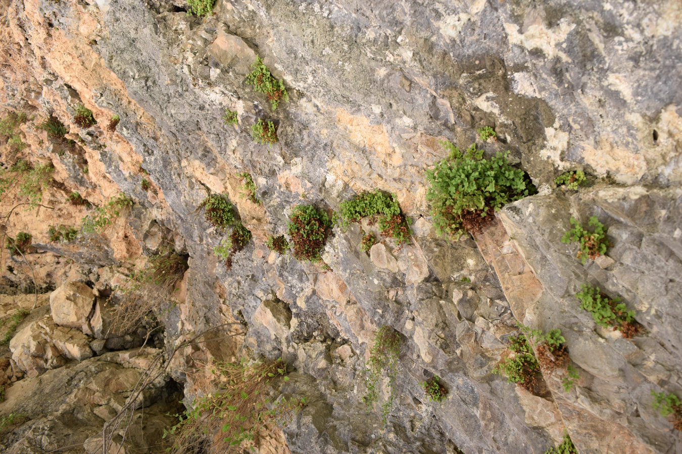 Image of Adiantum capillus-veneris specimen.
