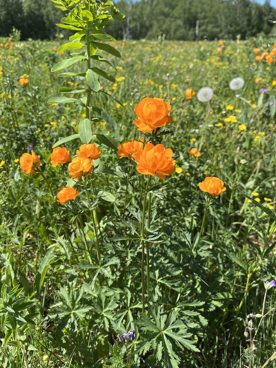 Изображение особи Trollius altaicus.