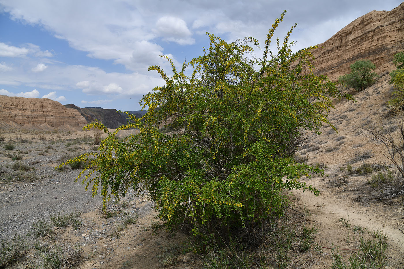 Изображение особи Berberis iliensis.