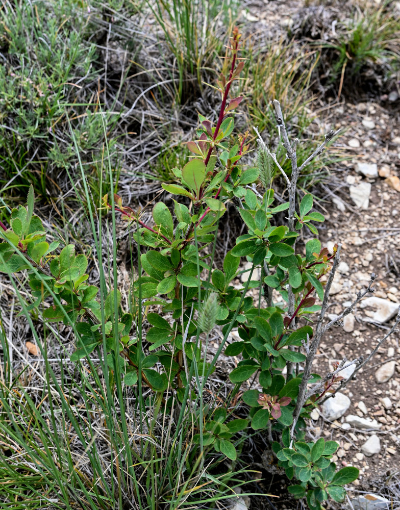 Image of Berberis vulgaris specimen.