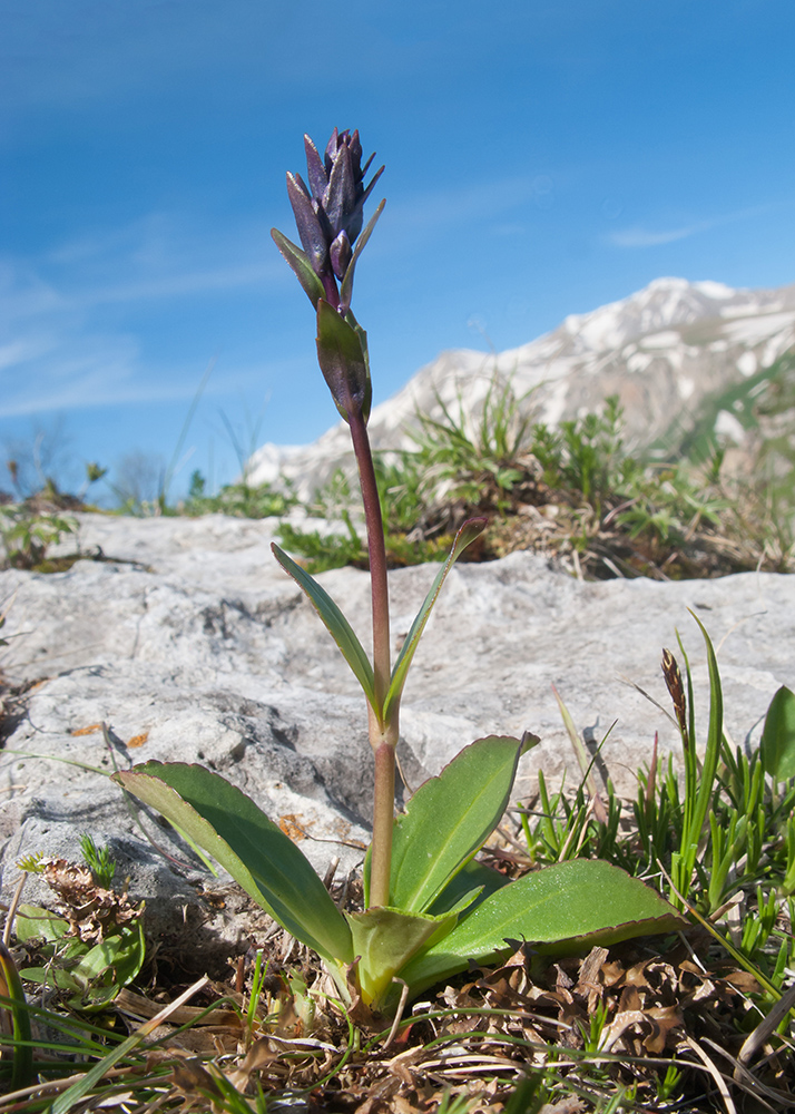 Image of Veronica gentianoides specimen.