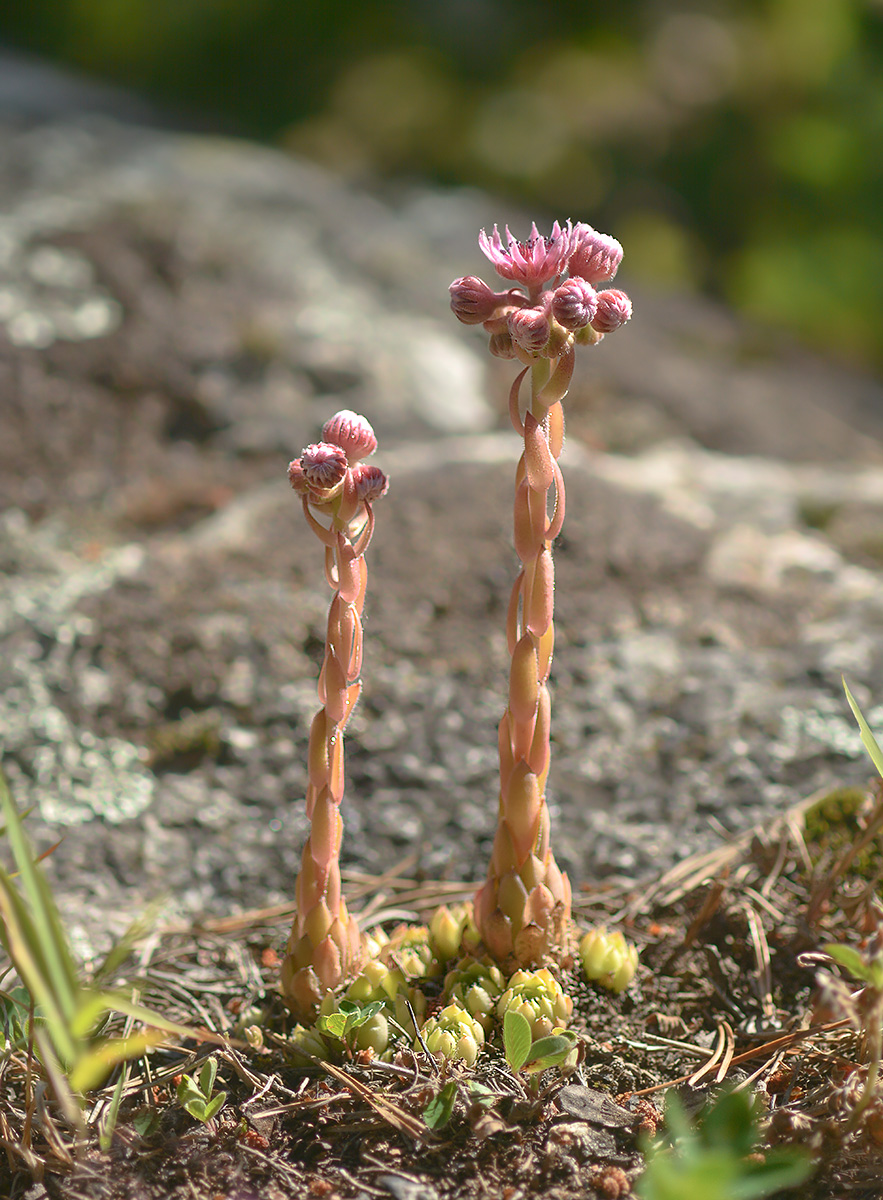 Изображение особи Sempervivum pumilum.