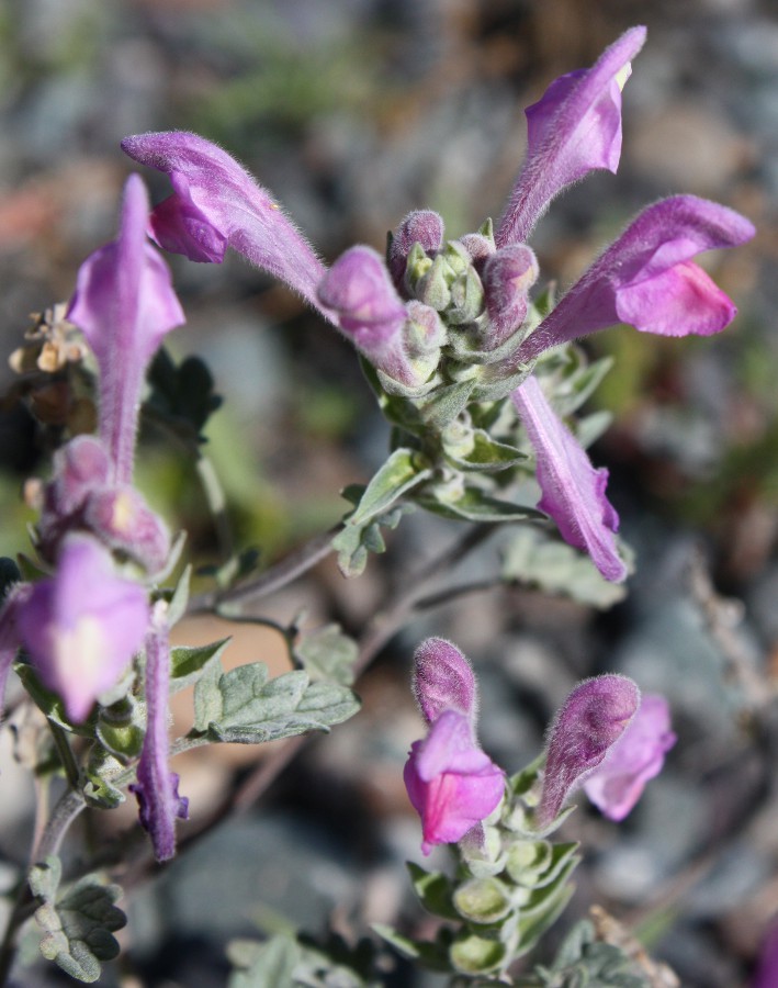 Image of Scutellaria grandiflora specimen.