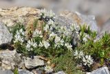 Astragalus alpinus