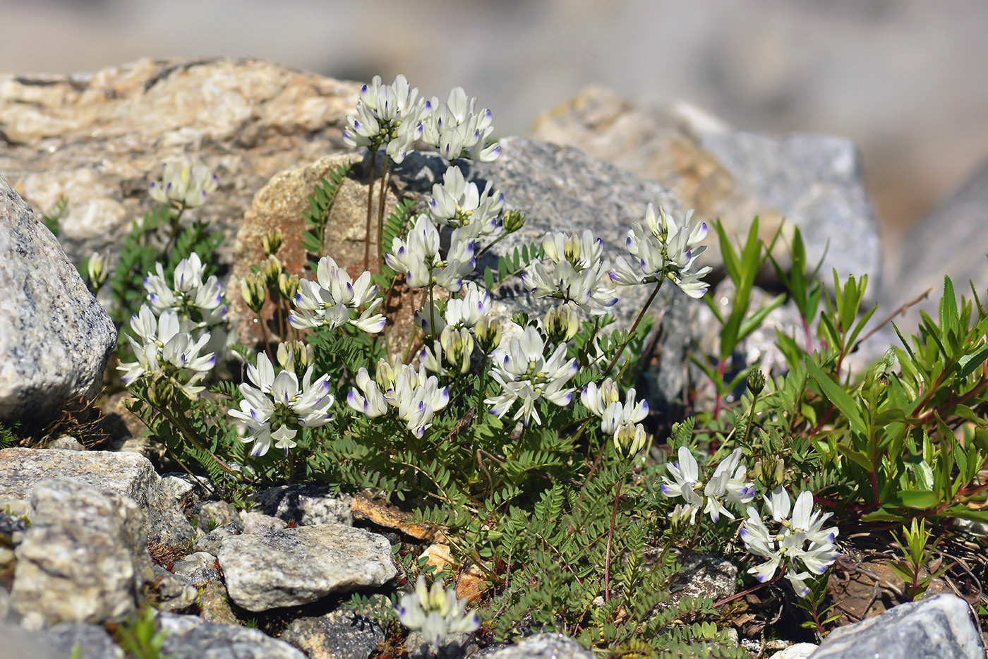 Изображение особи Astragalus alpinus.