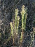 Conyza canadensis