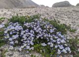 Veronica glareosa. Цветущее растение в сообществе с Anthemis iberica. Карачаево-Черкесия, Карачаевский р-н, Большой Кавказ, ущелье реки Дорбунчат под перевалом Доломиты Южный, ≈ 3150 м н.у.м., песчано-каменистая площадка на месте стаявшего снежника. 23.07.2023.