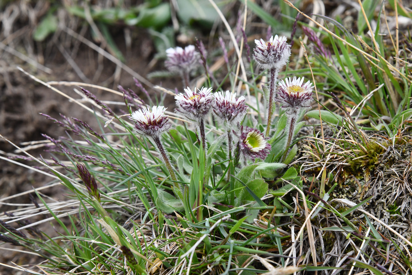 Изображение особи Erigeron lachnocephalus.