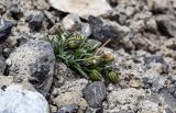 Gastrolychnis gonosperma