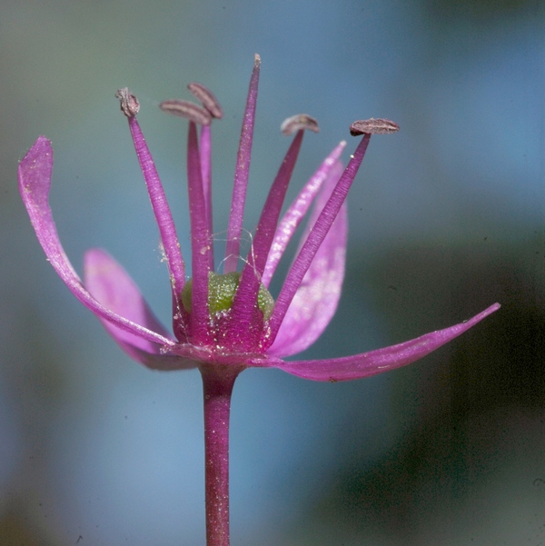 Image of Allium aflatunense specimen.