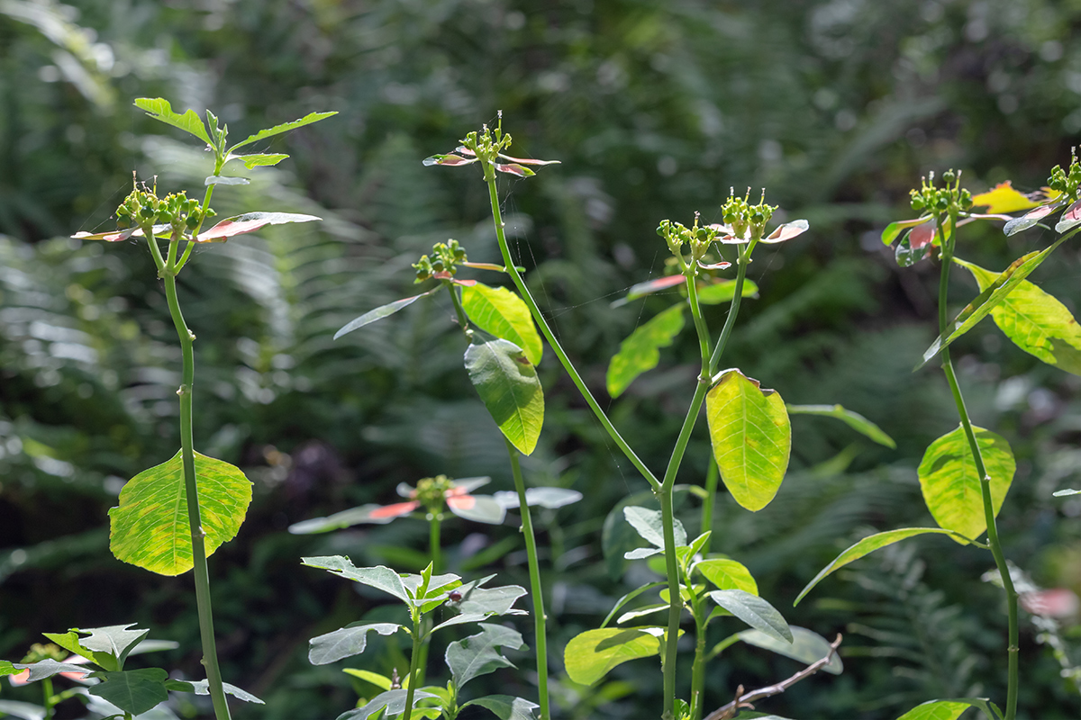 Изображение особи Euphorbia heterophylla.