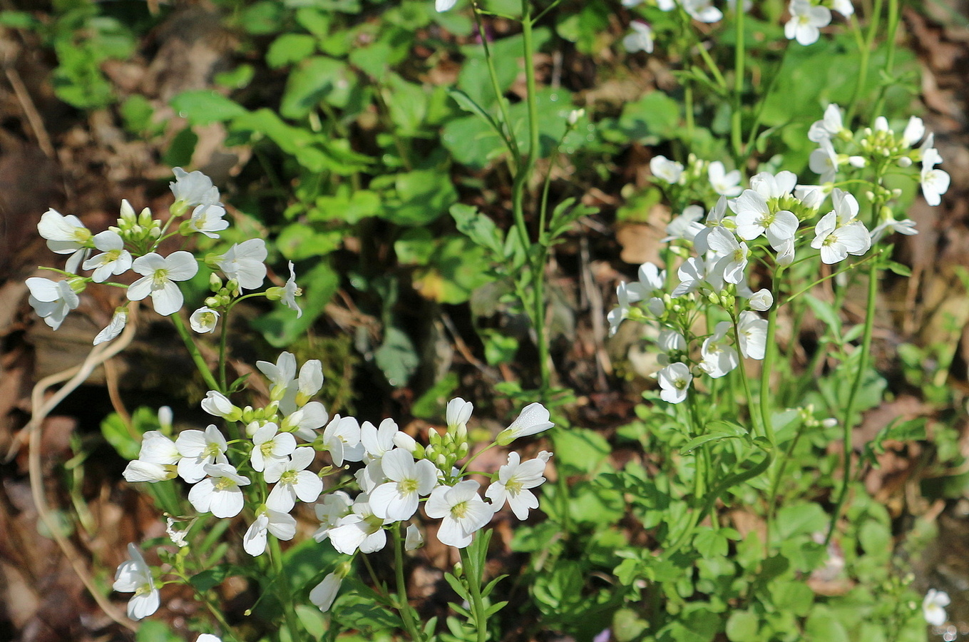 Изображение особи Cardamine tenera.