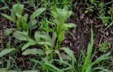 Falcaria vulgaris. Вегетирующее растение, поражённое ржавчинным грибом. Калмыкия, г. Элиста, в парке. 20.04.2021.
