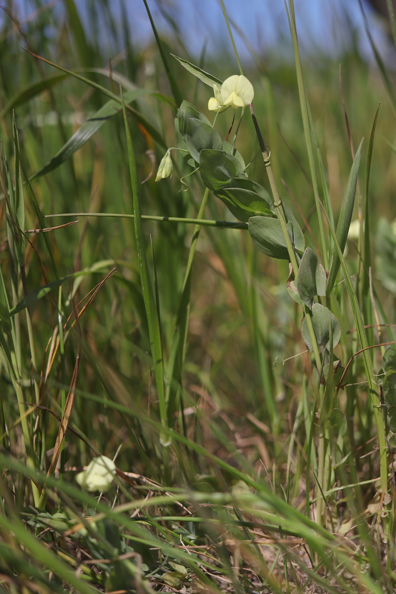 Изображение особи Lathyrus aphaca.