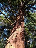 Sequoia sempervirens