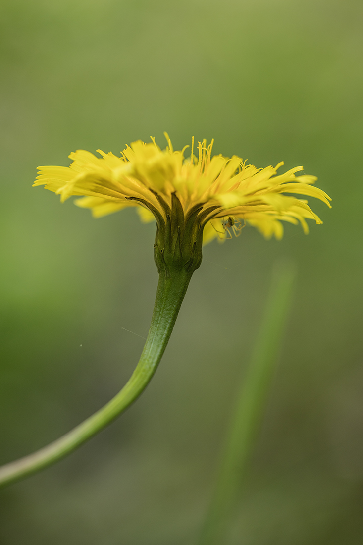 Изображение особи Leontodon hispidus ssp. hastilis.